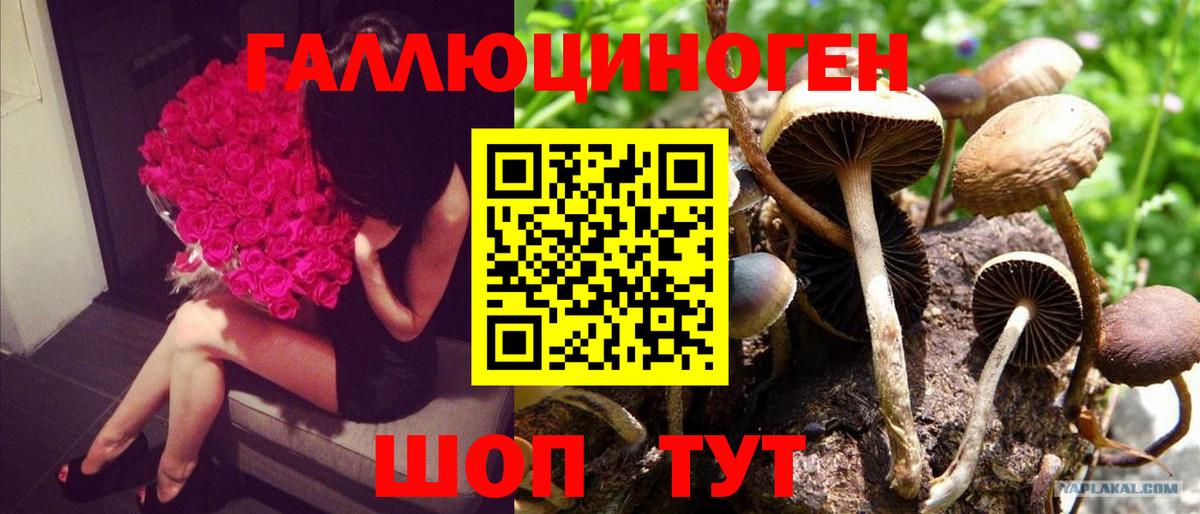 Галлюциногенные грибы Psilocybe Биробиджан
